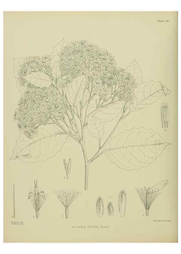 Reproducción/Reproduction 23946800815: Illustrations of the New Zealand flora /. Wellington :John Mackay, Govt. Printer,1914.