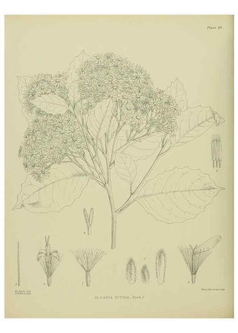 Reproducción/Reproduction 23946800815: Illustrations of the New Zealand flora /. Wellington :John Mackay, Govt. Printer,1914.