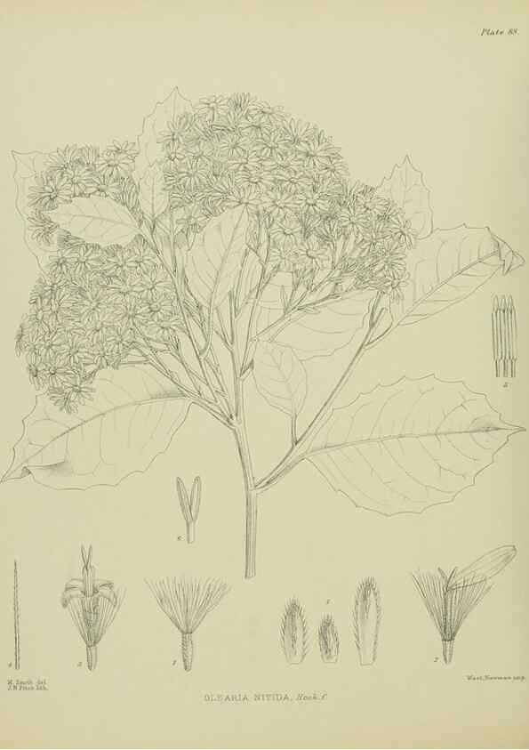 Reproducción/Reproduction 23946800815: Illustrations of the New Zealand flora /. Wellington :John Mackay, Govt. Printer,1914.
