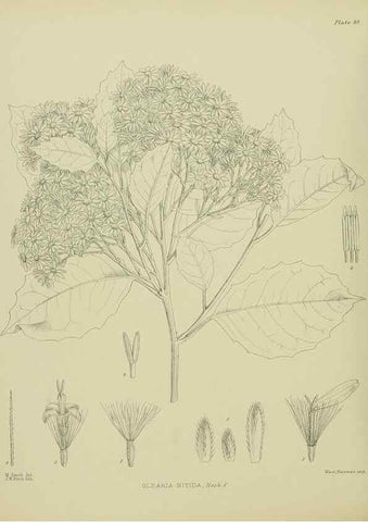 Reproducción/Reproduction 23946800815: Illustrations of the New Zealand flora /. Wellington :John Mackay, Govt. Printer,1914.