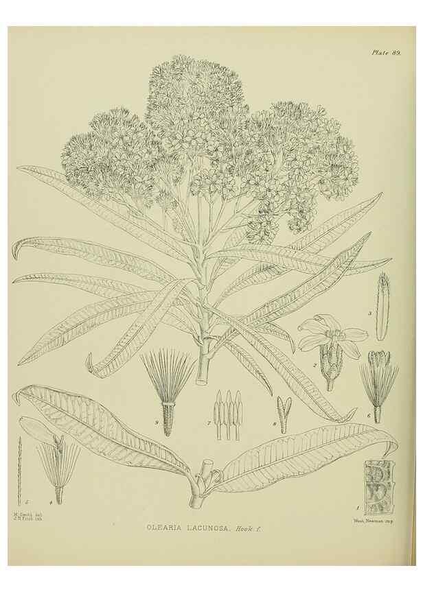 Reproducción/Reproduction 23651163340: Illustrations of the New Zealand flora /. Wellington :John Mackay, Govt. Printer,1914.
