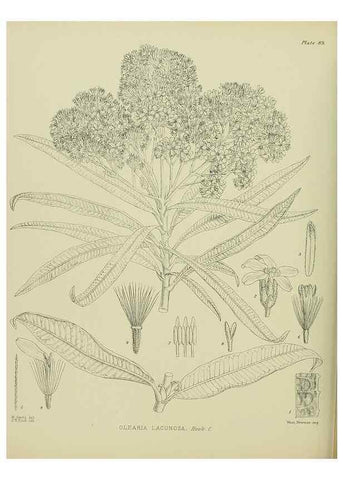 Reproducción/Reproduction 23651163340: Illustrations of the New Zealand flora /. Wellington :John Mackay, Govt. Printer,1914.