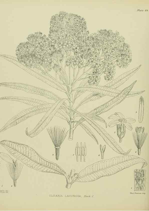 Reproducción/Reproduction 23651163340: Illustrations of the New Zealand flora /. Wellington :John Mackay, Govt. Printer,1914.