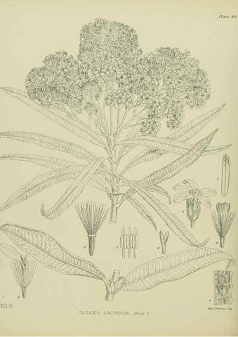 Reproducción/Reproduction 23651163340: Illustrations of the New Zealand flora /. Wellington :John Mackay, Govt. Printer,1914.