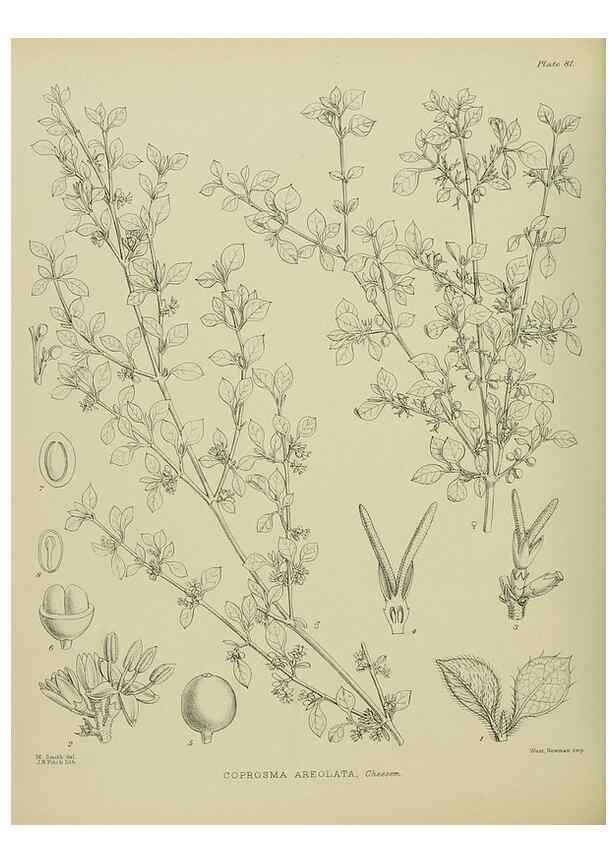 Reproducción/Reproduction 23838547972: Illustrations of the New Zealand flora /. Wellington :John Mackay, Govt. Printer,1914.