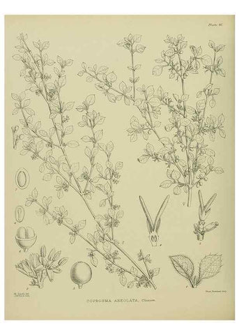 Reproducción/Reproduction 23838547972: Illustrations of the New Zealand flora /. Wellington :John Mackay, Govt. Printer,1914.