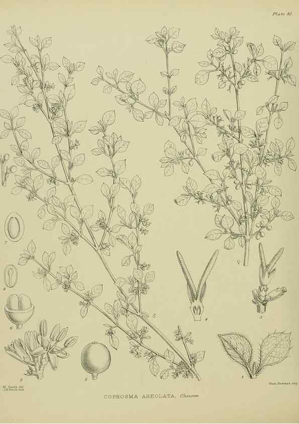 Reproducción/Reproduction 23838547972: Illustrations of the New Zealand flora /. Wellington :John Mackay, Govt. Printer,1914.