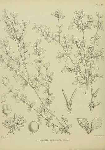 Reproducción/Reproduction 23838547972: Illustrations of the New Zealand flora /. Wellington :John Mackay, Govt. Printer,1914.