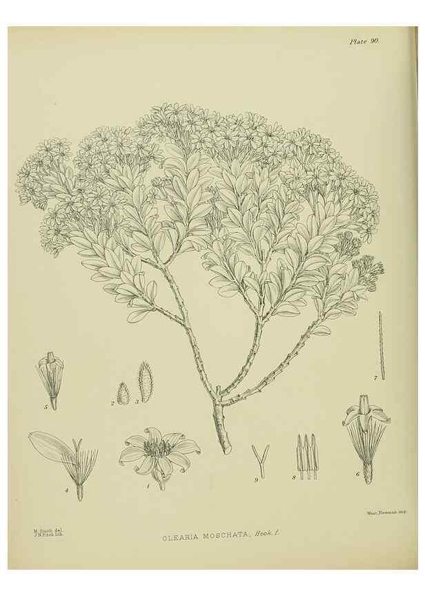 Reproducción/Reproduction 23651165760: Illustrations of the New Zealand flora /. Wellington :John Mackay, Govt. Printer,1914.