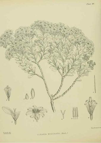 Reproducción/Reproduction 23651165760: Illustrations of the New Zealand flora /. Wellington :John Mackay, Govt. Printer,1914.
