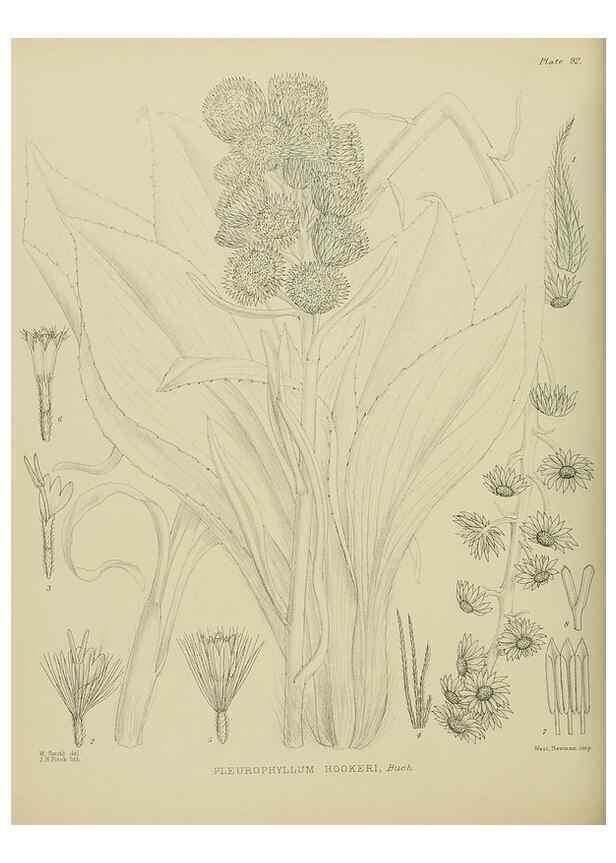 Reproducción/Reproduction 23320058383: Illustrations of the New Zealand flora /. Wellington :John Mackay, Govt. Printer,1914.