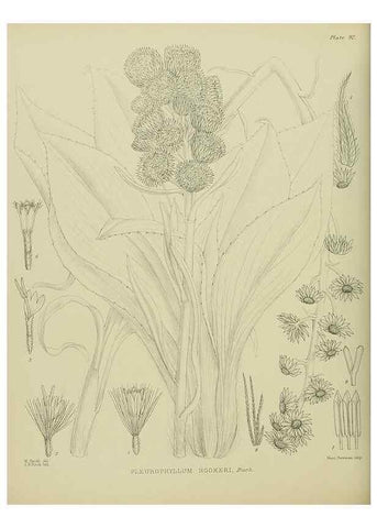 Reproducción/Reproduction 23320058383: Illustrations of the New Zealand flora /. Wellington :John Mackay, Govt. Printer,1914.
