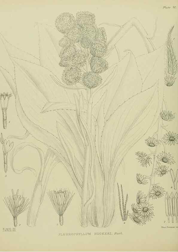 Reproducción/Reproduction 23320058383: Illustrations of the New Zealand flora /. Wellington :John Mackay, Govt. Printer,1914.