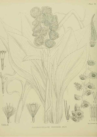 Reproducción/Reproduction 23320058383: Illustrations of the New Zealand flora /. Wellington :John Mackay, Govt. Printer,1914.