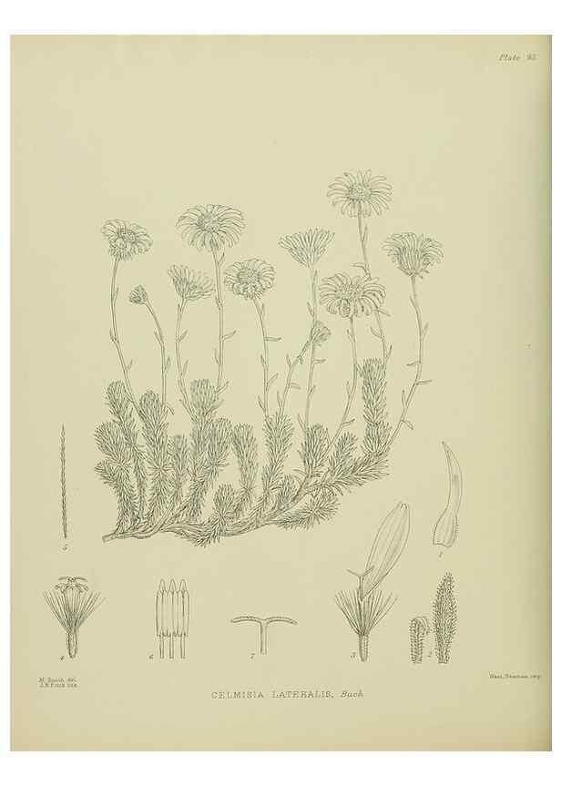 Reproducción/Reproduction 23578968979: Illustrations of the New Zealand flora /. Wellington :John Mackay, Govt. Printer,1914.