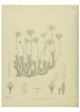 Reproducción/Reproduction 23578968979: Illustrations of the New Zealand flora /. Wellington :John Mackay, Govt. Printer,1914.