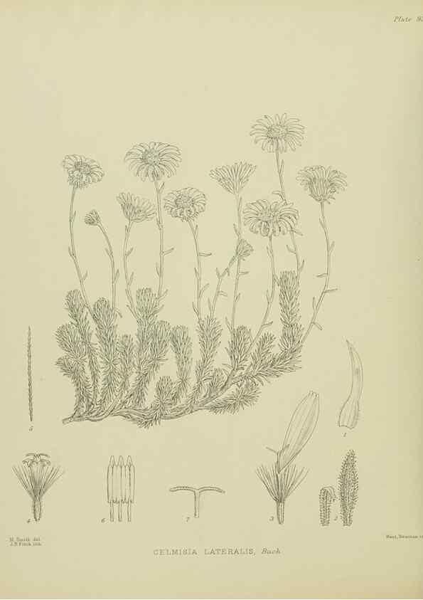 Reproducción/Reproduction 23578968979: Illustrations of the New Zealand flora /. Wellington :John Mackay, Govt. Printer,1914.