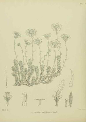 Reproducción/Reproduction 23578968979: Illustrations of the New Zealand flora /. Wellington :John Mackay, Govt. Printer,1914.