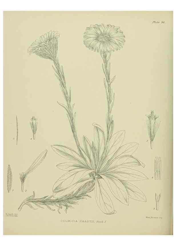 Reproducción/Reproduction 23864335151: Illustrations of the New Zealand flora /. Wellington :John Mackay, Govt. Printer,1914.