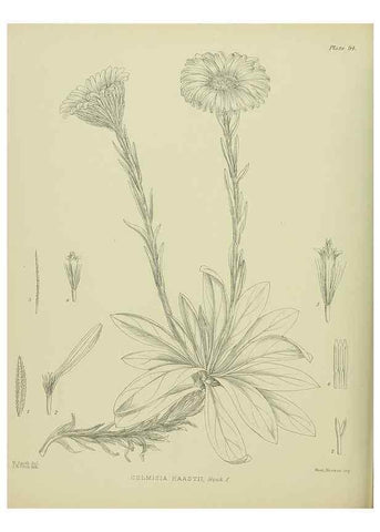 Reproducción/Reproduction 23864335151: Illustrations of the New Zealand flora /. Wellington :John Mackay, Govt. Printer,1914.