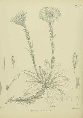 Reproducción/Reproduction 23864335151: Illustrations of the New Zealand flora /. Wellington :John Mackay, Govt. Printer,1914.