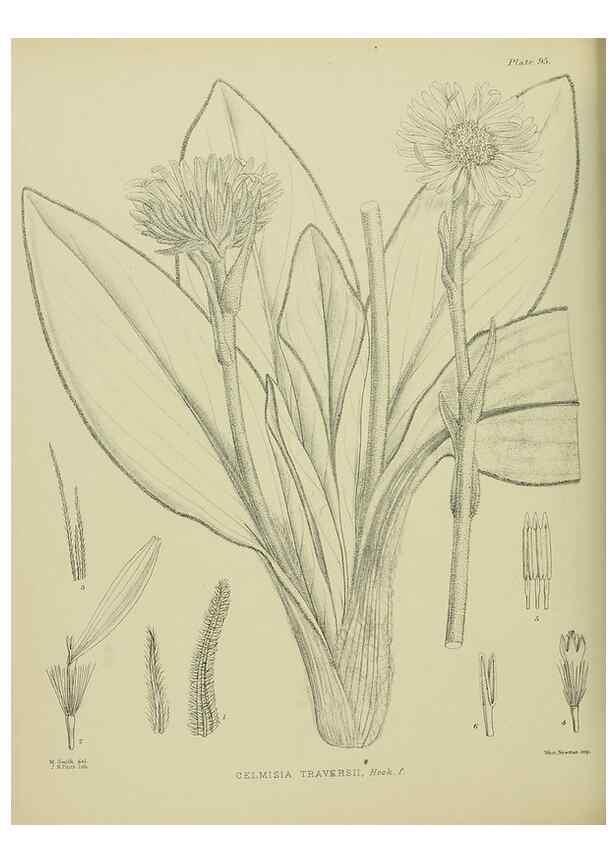 Reproducción/Reproduction 23838586962: Illustrations of the New Zealand flora /. Wellington :John Mackay, Govt. Printer,1914.