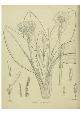 Reproducción/Reproduction 23838586962: Illustrations of the New Zealand flora /. Wellington :John Mackay, Govt. Printer,1914.
