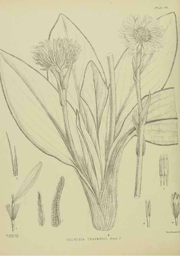 Reproducción/Reproduction 23838586962: Illustrations of the New Zealand flora /. Wellington :John Mackay, Govt. Printer,1914.