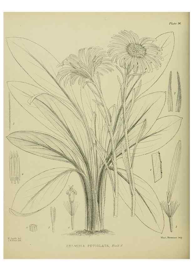 Reproducción/Reproduction 23920763976: Illustrations of the New Zealand flora /. Wellington :John Mackay, Govt. Printer,1914.