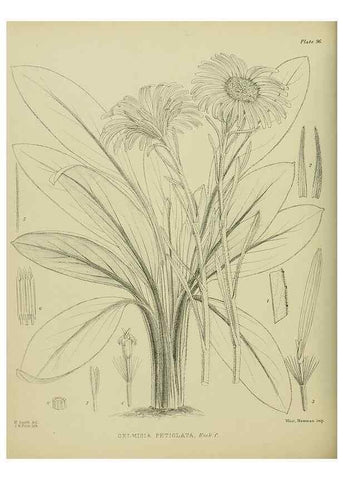 Reproducción/Reproduction 23920763976: Illustrations of the New Zealand flora /. Wellington :John Mackay, Govt. Printer,1914.