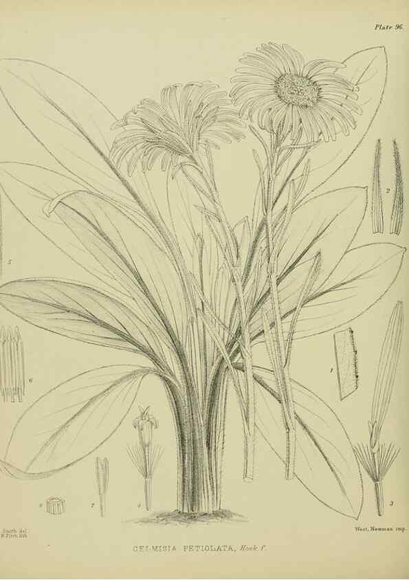 Reproducción/Reproduction 23920763976: Illustrations of the New Zealand flora /. Wellington :John Mackay, Govt. Printer,1914.