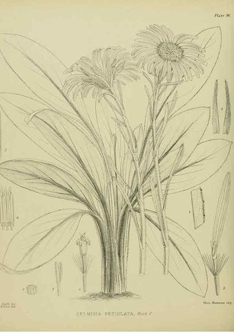 Reproducción/Reproduction 23920763976: Illustrations of the New Zealand flora /. Wellington :John Mackay, Govt. Printer,1914.