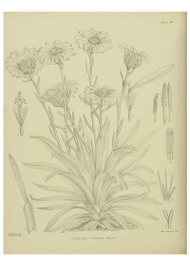 Reproducción/Reproduction 23578980969: Illustrations of the New Zealand flora /. Wellington :John Mackay, Govt. Printer,1914.