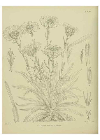 Reproducción/Reproduction 23578980969: Illustrations of the New Zealand flora /. Wellington :John Mackay, Govt. Printer,1914.