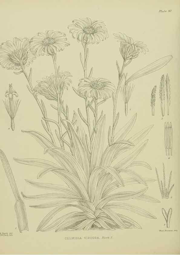 Reproducción/Reproduction 23578980969: Illustrations of the New Zealand flora /. Wellington :John Mackay, Govt. Printer,1914.