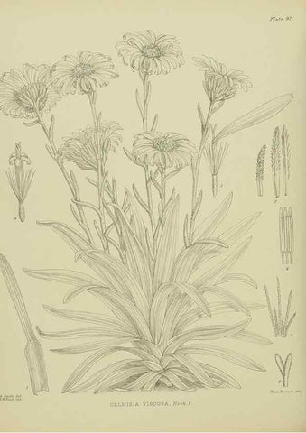 Reproducción/Reproduction 23578980969: Illustrations of the New Zealand flora /. Wellington :John Mackay, Govt. Printer,1914.