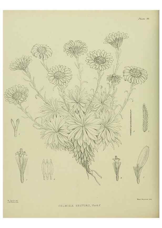 Reproducción/Reproduction 23320075553: Illustrations of the New Zealand flora /. Wellington :John Mackay, Govt. Printer,1914.