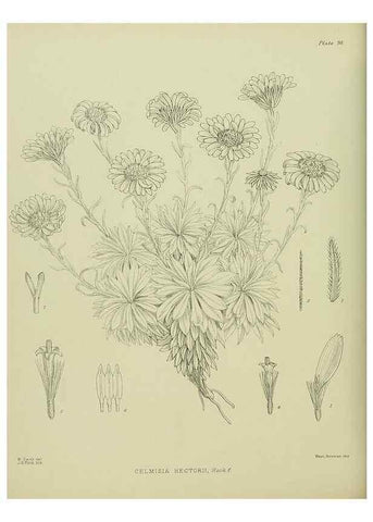 Reproducción/Reproduction 23320075553: Illustrations of the New Zealand flora /. Wellington :John Mackay, Govt. Printer,1914.