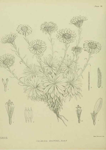 Reproducción/Reproduction 23320075553: Illustrations of the New Zealand flora /. Wellington :John Mackay, Govt. Printer,1914.