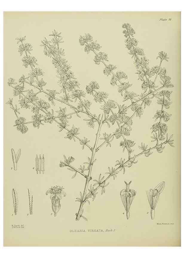 Reproducción/Reproduction 23318601534: Illustrations of the New Zealand flora /. Wellington :John Mackay, Govt. Printer,1914.