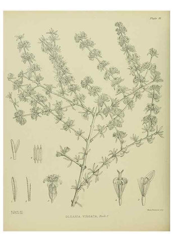 Reproducción/Reproduction 23318601534: Illustrations of the New Zealand flora /. Wellington :John Mackay, Govt. Printer,1914.