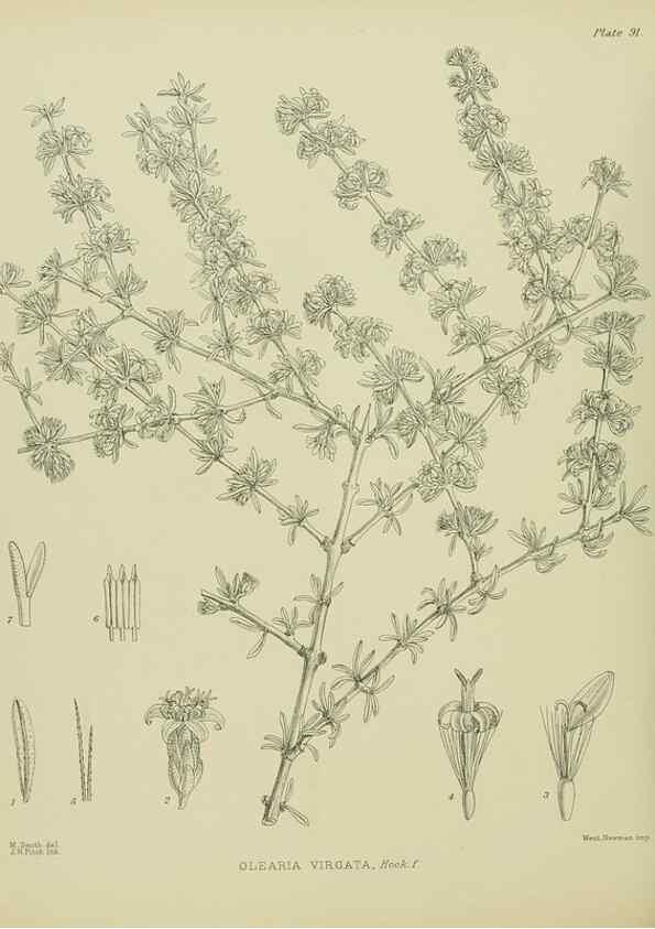 Reproducción/Reproduction 23318601534: Illustrations of the New Zealand flora /. Wellington :John Mackay, Govt. Printer,1914.