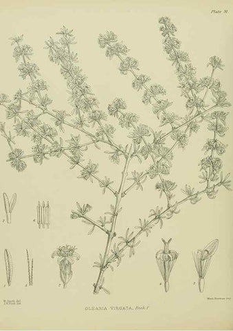 Reproducción/Reproduction 23318601534: Illustrations of the New Zealand flora /. Wellington :John Mackay, Govt. Printer,1914.