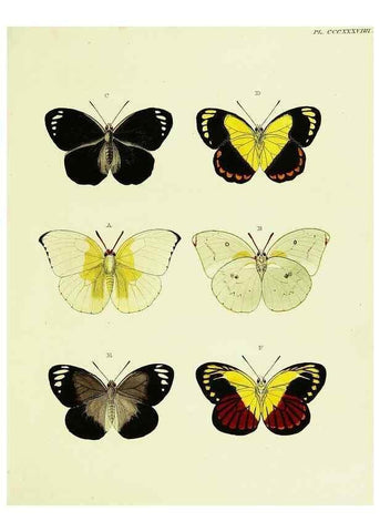 Reproducción/Reproduction 22610523145: De uitlandsche kapellen voorkomende in de drie waereld-deelen, Asia, Africa en America,. Amsteldam,Chez S. J. Baalde;1779-1782.