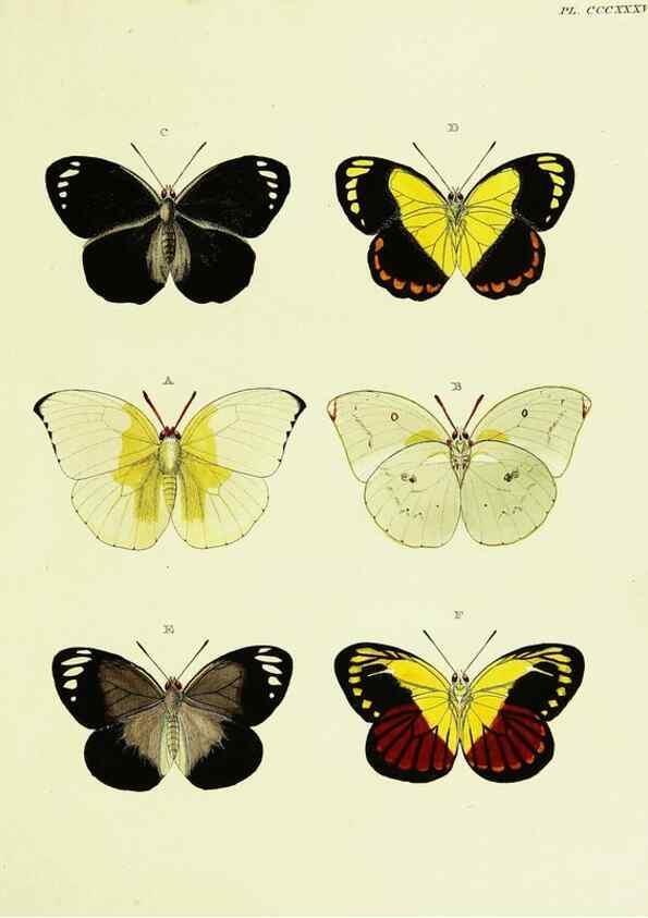 Reproducción/Reproduction 22610523145: De uitlandsche kapellen voorkomende in de drie waereld-deelen, Asia, Africa en America,. Amsteldam,Chez S. J. Baalde;1779-1782.