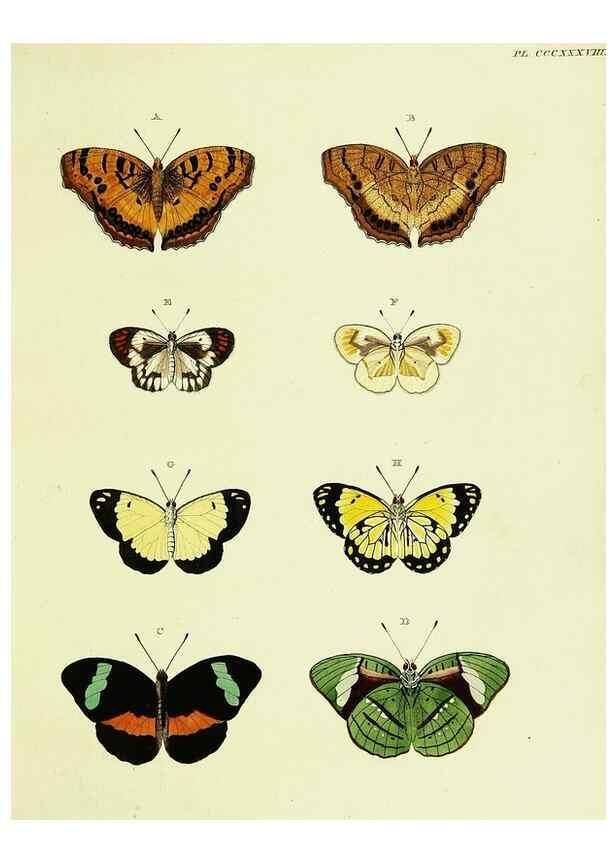 Reproducción/Reproduction 22596991112: De uitlandsche kapellen voorkomende in de drie waereld-deelen, Asia, Africa en America,. Amsteldam,Chez S. J. Baalde;1779-1782.