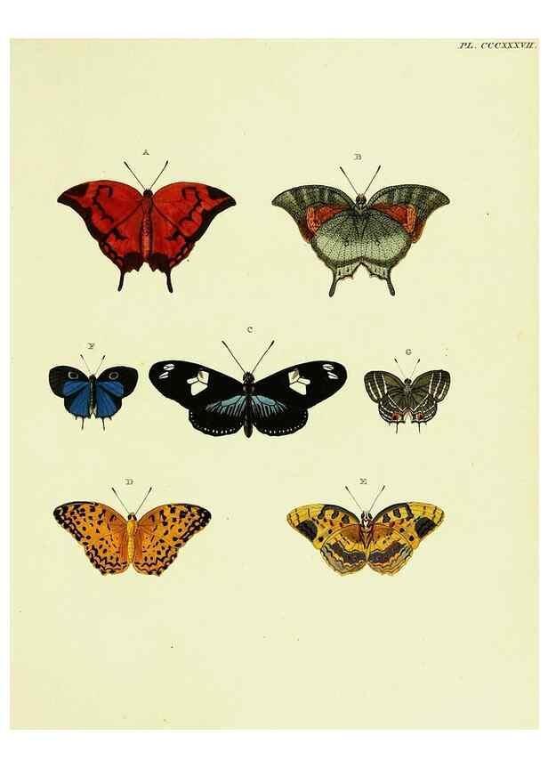 Reproducción/Reproduction 22621740041: De uitlandsche kapellen voorkomende in de drie waereld-deelen, Asia, Africa en America,. Amsteldam,Chez S. J. Baalde;1779-1782.