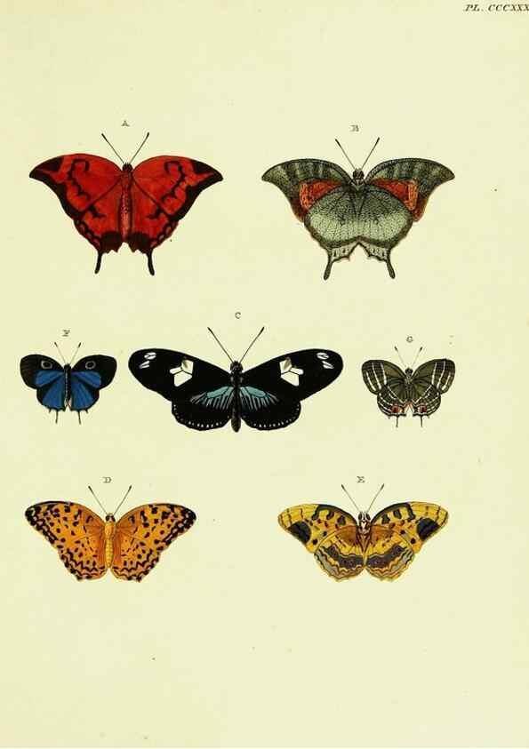 Reproducción/Reproduction 22621740041: De uitlandsche kapellen voorkomende in de drie waereld-deelen, Asia, Africa en America,. Amsteldam,Chez S. J. Baalde;1779-1782.
