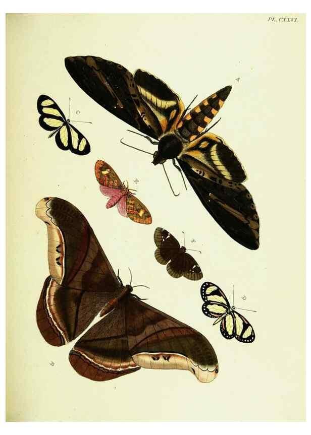Reproducción/Reproduction 22620219501: De uitlandsche kapellen voorkomende in de drie waereld-deelen, Asia, Africa en America,. Amsteldam,Chez S. J. Baalde;1779-1782.