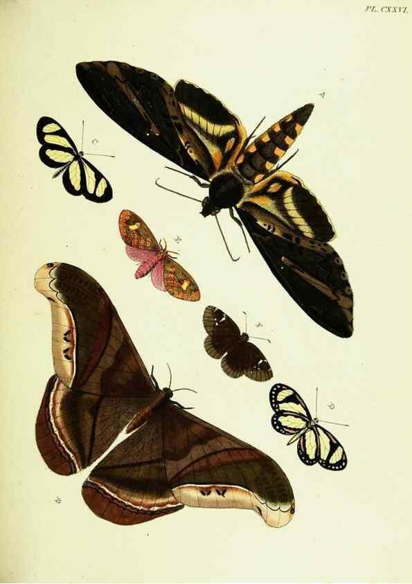 Reproducción/Reproduction 22620219501: De uitlandsche kapellen voorkomende in de drie waereld-deelen, Asia, Africa en America,. Amsteldam,Chez S. J. Baalde;1779-1782.